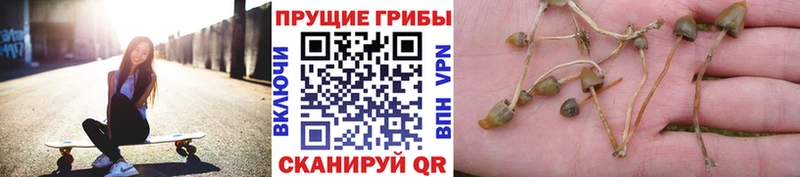 Галлюциногенные грибы Psilocybe  Гагарин 